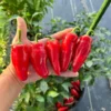 Lemon Spice Jalapeño X Pepper Seeds - Rare Hot Pepper Variety
