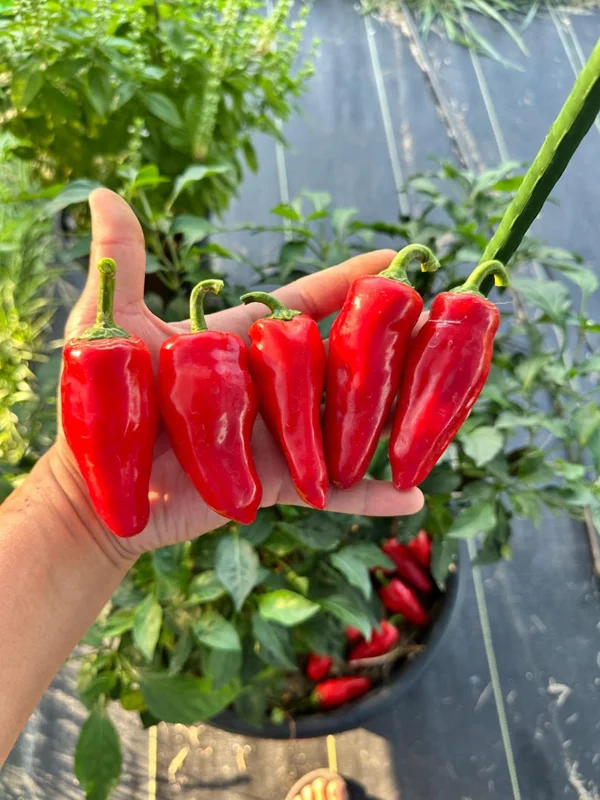 Lemon Spice Jalapeño X Pepper Seeds - Rare Hot Pepper Variety