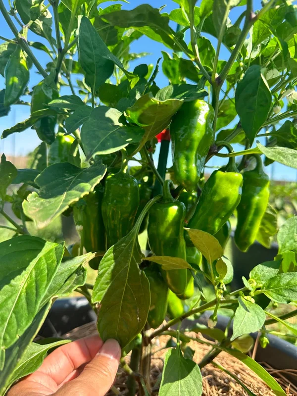 Lemon Spice Jalapeño X Pepper Seeds - Rare Hot Pepper Variety