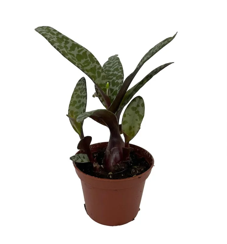 Leopard Plant Silver Squill Scilla violacea - 2.5 Inch Pot Indoor Houseplant