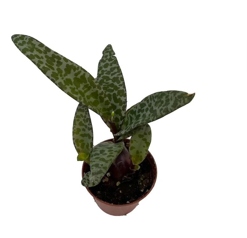 Leopard Plant Silver Squill Scilla violacea - 2.5 Inch Pot Indoor Houseplant