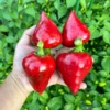 Lesya Pepper Seeds - Sweet Pepper Variety - Garden Seeds
