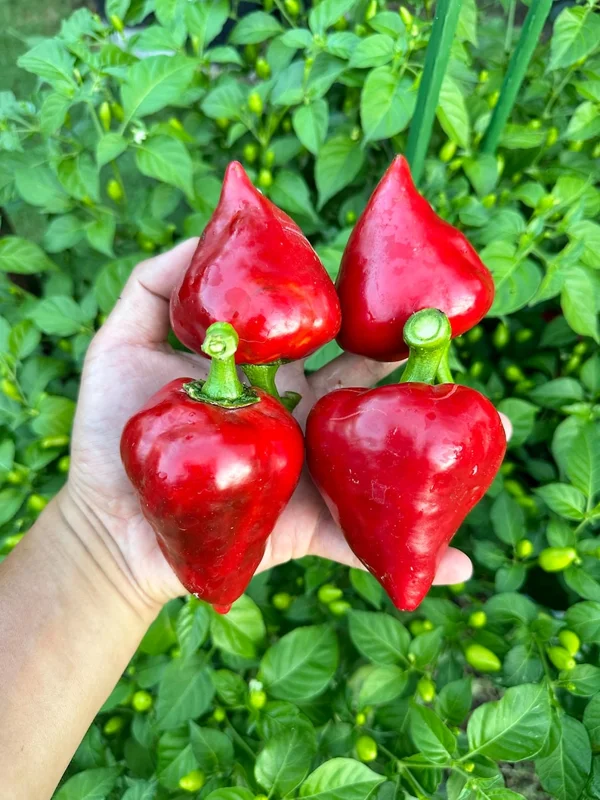 Lesya Pepper Seeds - Sweet Pepper Variety - Garden Seeds