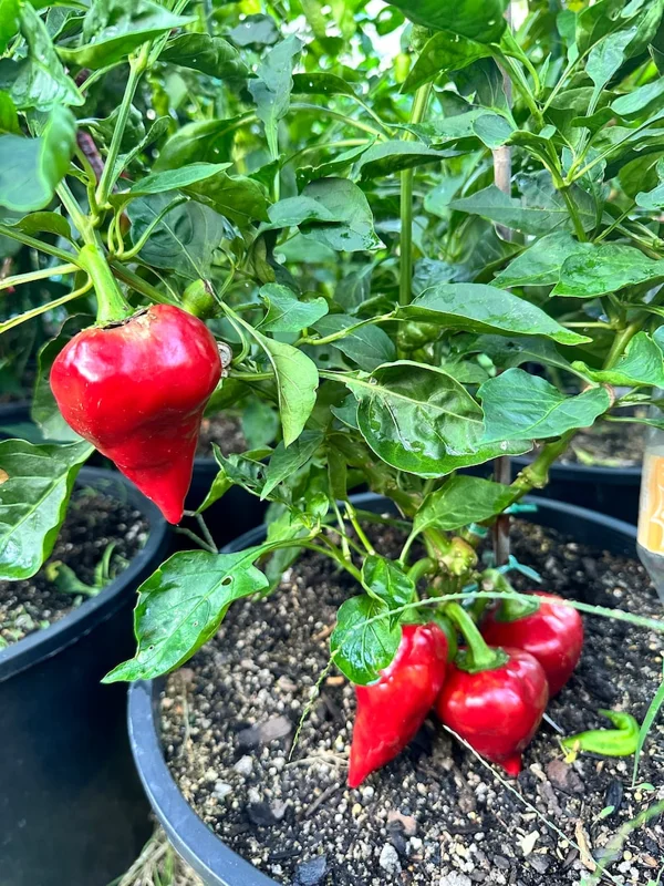 Lesya Pepper Seeds - Sweet Pepper Variety - Garden Seeds