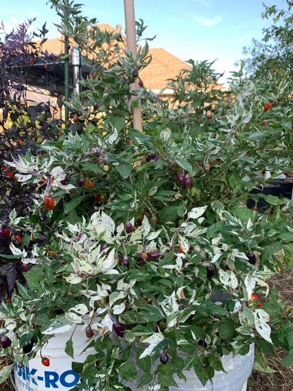 Lila Luzi Pepper Seeds - Variegated Chili - Heirloom Variety