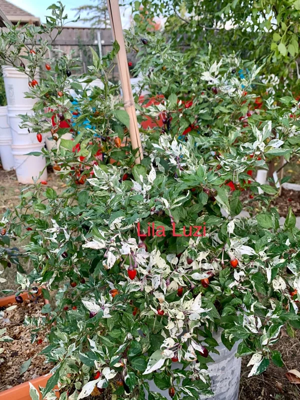 Lila Luzi Pepper Seeds - Variegated Chili - Heirloom Variety