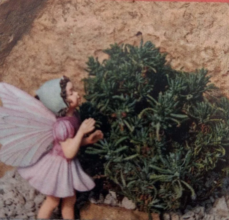 Little Ness Santolina Plant - 2.5 Inch Pot - Rock Garden Fairy Garden