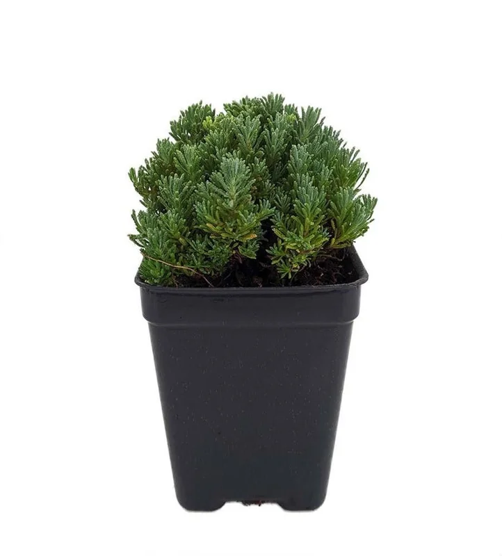 Little Ness Santolina Plant - 2.5 Inch Pot - Rock Garden Fairy Garden