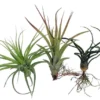 Live Air Plants Tillandsia Set - Bareroot for Terrarium Fairy Garden Houseplant
