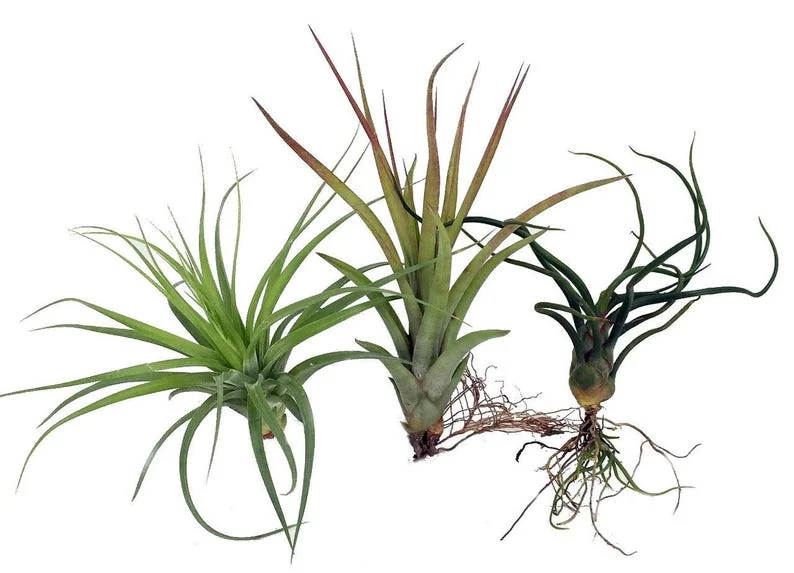 Live Air Plants Tillandsia Set - Bareroot for Terrarium Fairy Garden Houseplant
