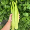 Louisiana 16 inch Okra Seeds - Heirloom Vegetable Seeds