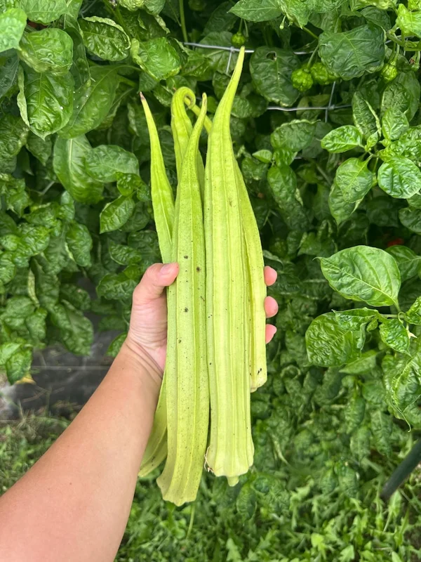 Louisiana 16 inch Okra Seeds - Heirloom Vegetable Seeds