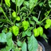 Lucifer Lemon Pepper Seeds - Super Hot Variety - 12+ Seeds Pack