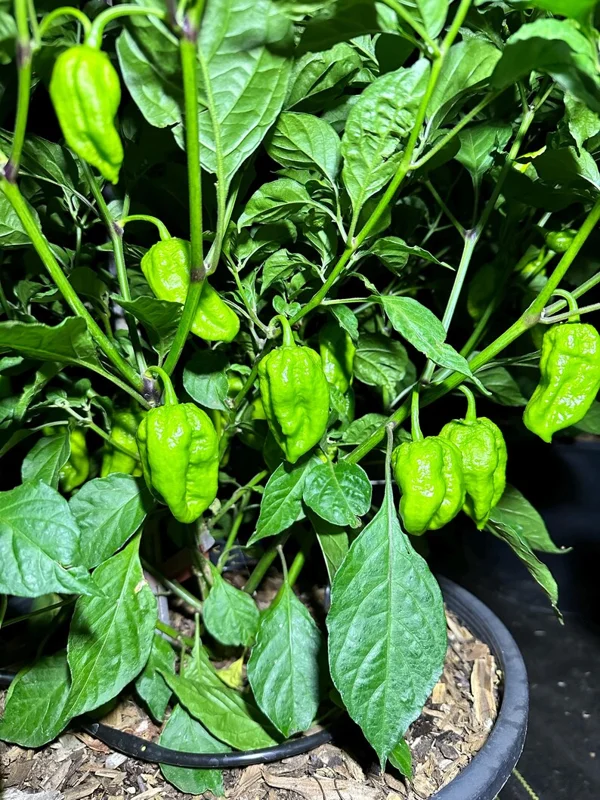 Lucifer Lemon Pepper Seeds - Super Hot Variety - 12+ Seeds Pack