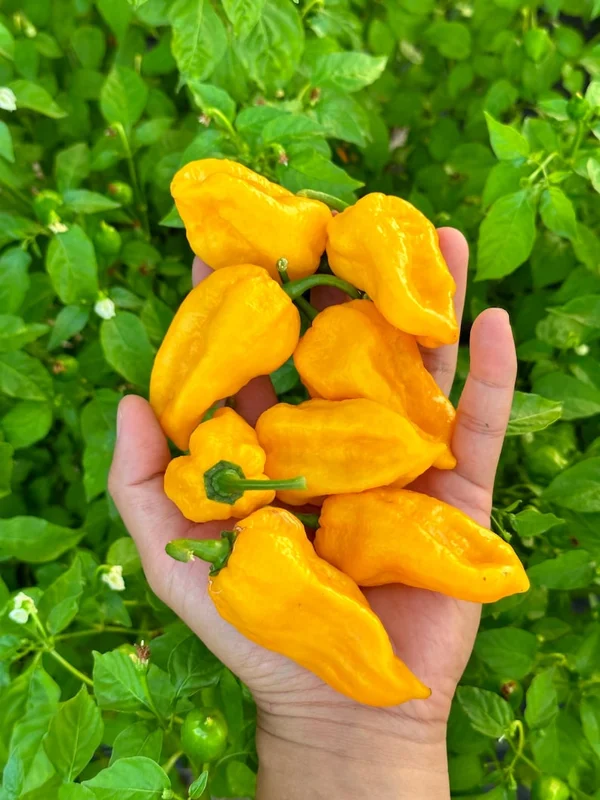 Lucifer Lemon Pepper Seeds - Super Hot Variety - 12+ Seeds Pack