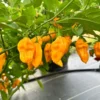 Madam Jeanette Habanero Pepper Seeds - Hot Pepper Seeds