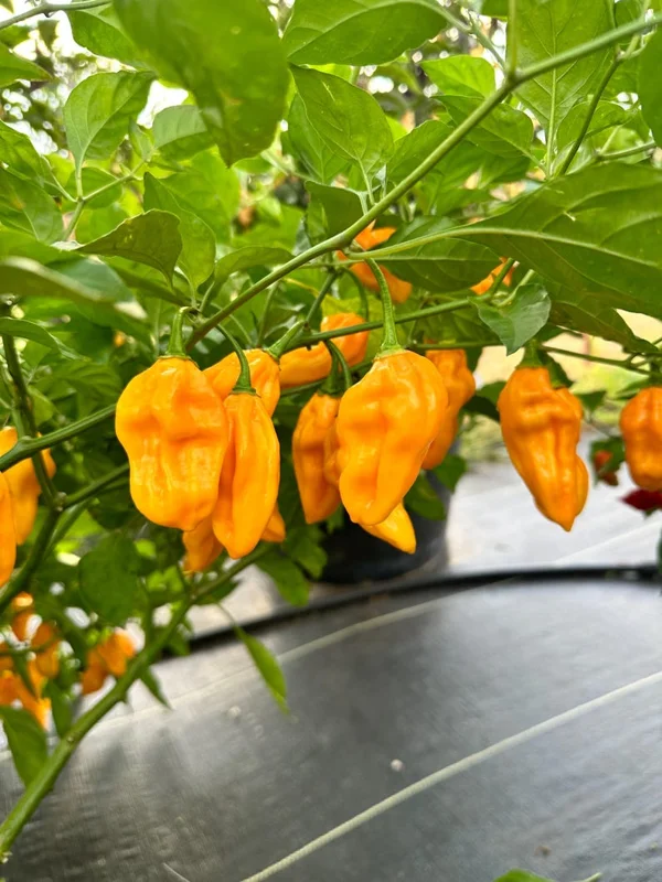 Madam Jeanette Habanero Pepper Seeds - Hot Pepper Seeds