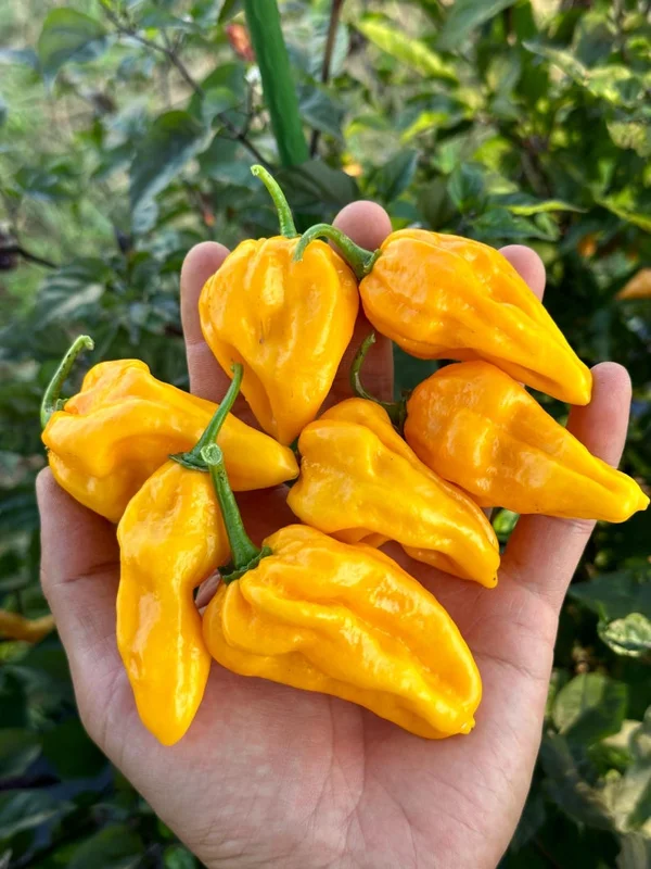 Madam Jeanette Habanero Pepper Seeds - Hot Pepper Seeds