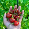 Malawi Piquante Pepper Seeds - Sweet & Spicy - Garden Ready