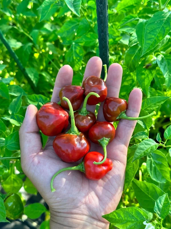 Malawi Piquante Pepper Seeds - Sweet & Spicy - Garden Ready