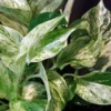 Marble Queen Pothos Epipremnum 4 Inch Pot Devil's Ivy Plant