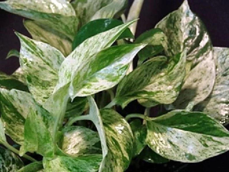 Marble Queen Pothos Epipremnum 4 Inch Pot Devil's Ivy Plant