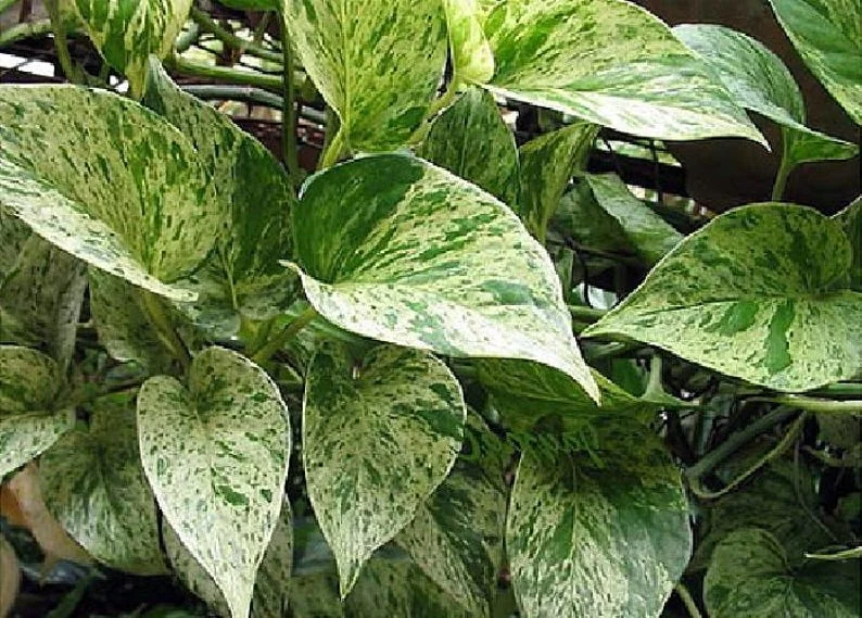 Marble Queen Pothos Epipremnum 4 Inch Pot Devil's Ivy Plant