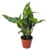 Maria Chinese Evergreen Plant - Aglaonema Low Light 4-inch Pot