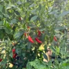 Mattapeno Pepper Seeds - Hot & Variegated Jalapeno Variety