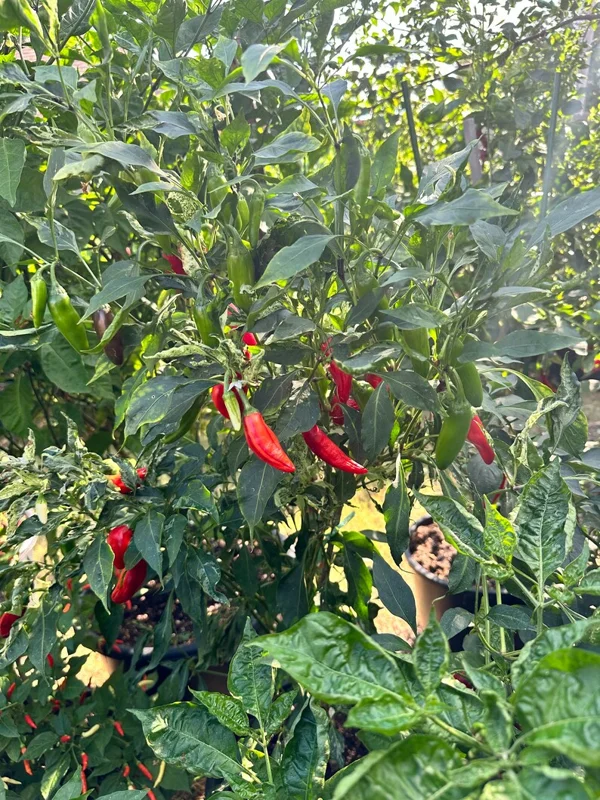 Mattapeno Pepper Seeds - Hot & Variegated Jalapeno Variety
