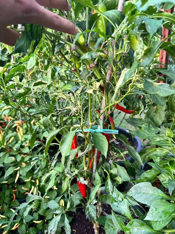 Mattapeno Pepper Seeds - Hot & Variegated Jalapeno Variety