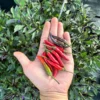 Maui Purple Pepper Seeds - Heirloom Variety for Vibrant Gardens
