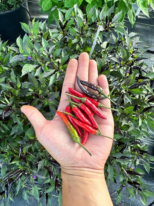 Maui Purple Pepper Seeds - Heirloom Variety for Vibrant Gardens