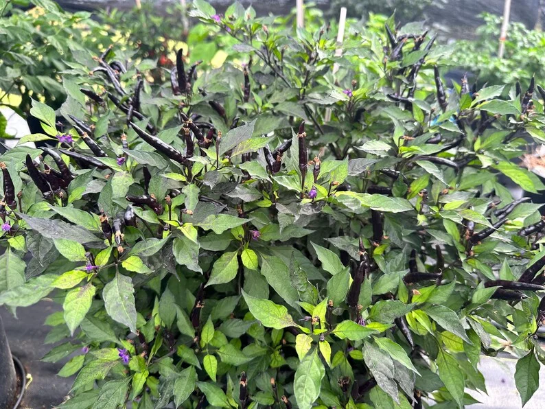 Maui Purple Pepper Seeds - Heirloom Variety for Vibrant Gardens