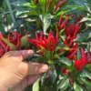 Medusa Thai Pepper Seeds - Hot Pepper Variety - 12+ Seeds
