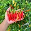Mekong River White Thai Pepper Seeds - Hot Pepper - Garden Seeds
