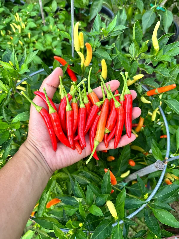 Mekong River White Thai Pepper Seeds - Hot Pepper - Garden Seeds