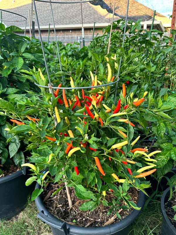 Mekong River White Thai Pepper Seeds - Hot Pepper - Garden Seeds