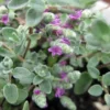 Micro Silver Oregano Edible Herb 2.5 inch Pot - Miniature Plant