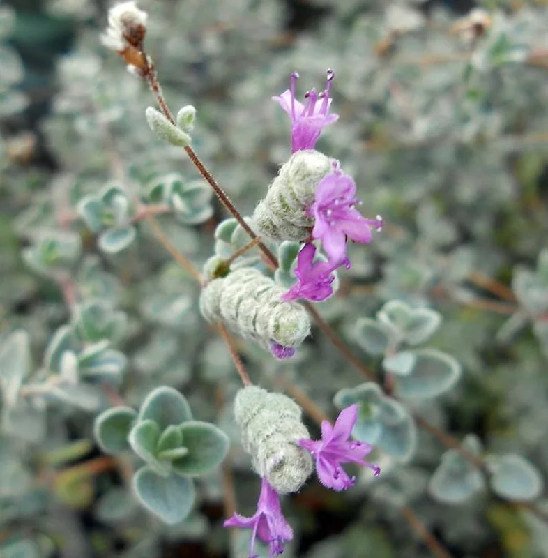 Micro Silver Oregano Edible Herb 2.5 inch Pot - Miniature Plant