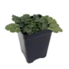 Miniature Coral Bells Heuchera - 2.5 Inch Pot - Garden Plant