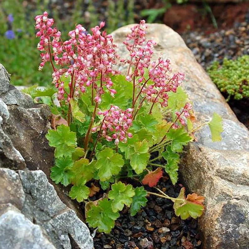 Miniature Coral Bells Heuchera - 2.5 Inch Pot - Garden Plant