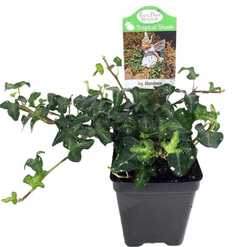 Miniature English Ivy Plant 2.5 inch Pot - Terrarium Fairy Garden Houseplant