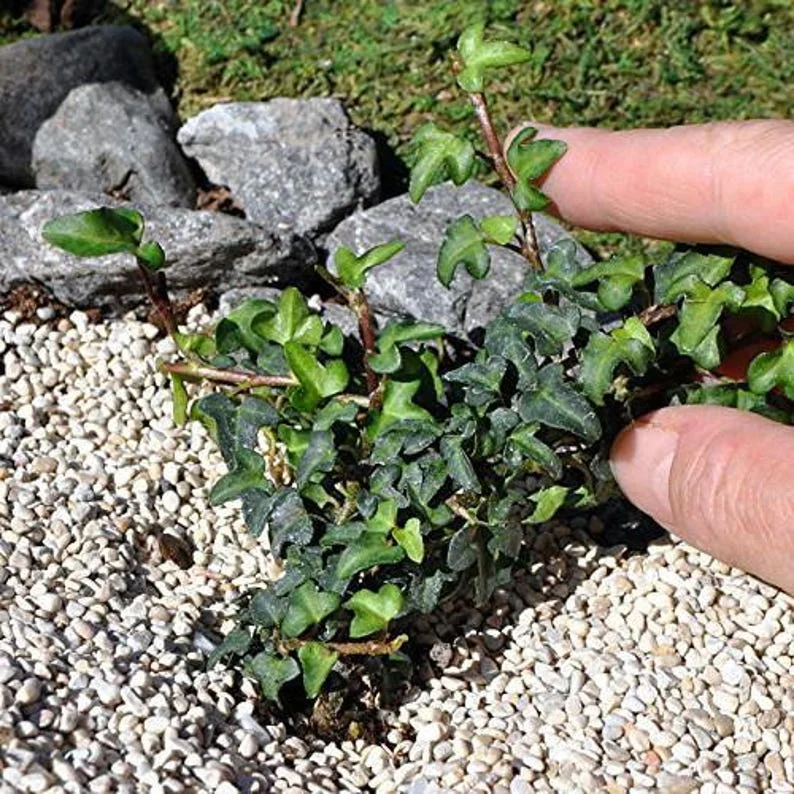 Miniature English Ivy Plant 2.5 inch Pot - Terrarium Fairy Garden Houseplant