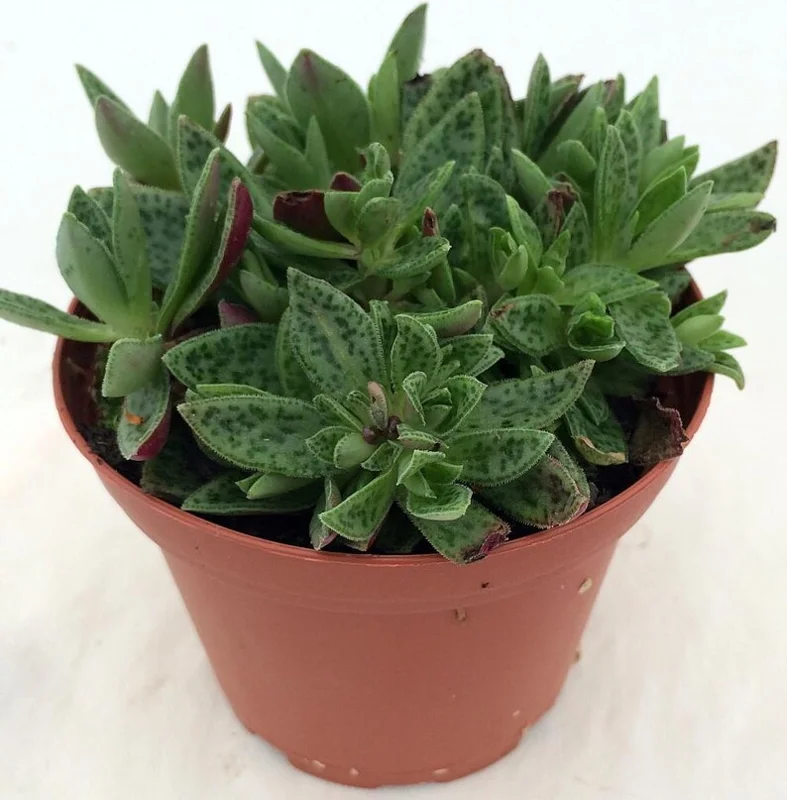 Miniature Tiger Jade Plant - Crassula Succulent - 2.5" Pot - Unique Pattern