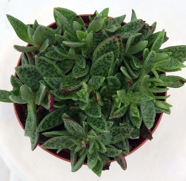 Miniature Tiger Jade Plant - Crassula Succulent - 2.5" Pot - Unique Pattern
