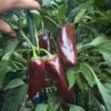 Mocha Swirl Pepper Seeds - Ornamental & Edible - 12+ Seeds