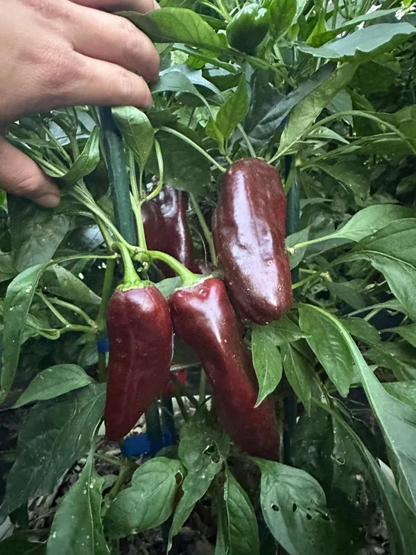 Mocha Swirl Pepper Seeds - Ornamental & Edible - 12+ Seeds