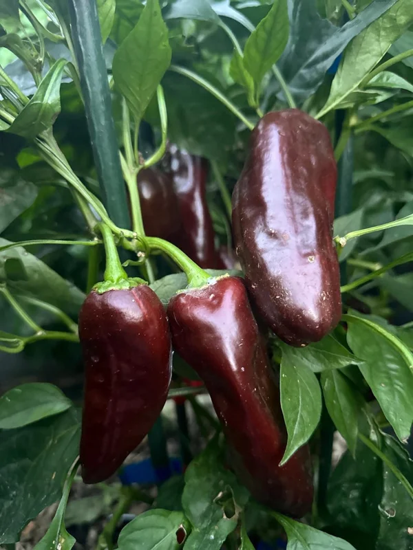 Mocha Swirl Pepper Seeds - Ornamental & Edible - 12+ Seeds