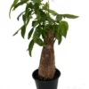 Money Tree Plant Thick Stump - Pachira aquatica - 4 Inch Pot